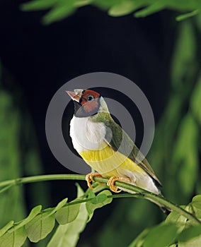 White Breasted Gouldian Finch, chloebia gouldiae, Adult standing on Branch