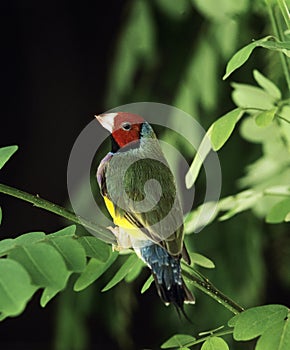 White Breasted Gouldian Finch, chloebia gouldiae, Adult standing on Branch