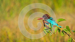 White breasted Kingfisher