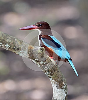White-breasted Kingfisher