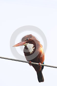 White breasted kingfisher