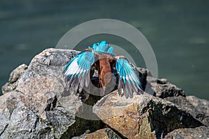 White-breasted Kingfisher Formal Name: Halcyon smyrnensis