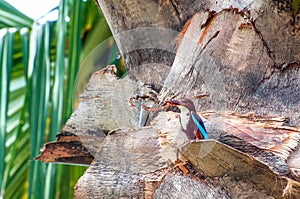 White-Breasted Kingfisher