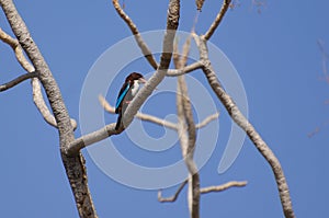 White-breasted Kingfisher perching on the leafless tree branch