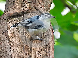 White-Breasted Nut Hatch Bird Hangs onto Side of Tree Trunk with Blue  Dark Blue and White Feathers