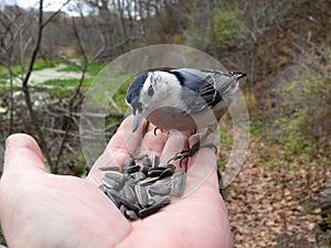 White-breasted Nuthatch