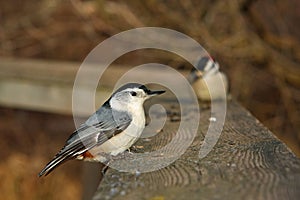 White-breasted Nuthatch