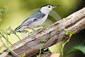 White Breasted Nuthatch photo