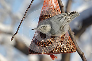 White-breasted nuthatch