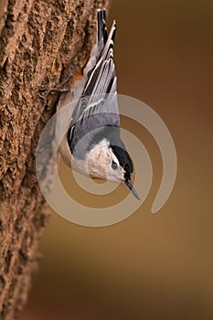 White Breasted Nuthatch