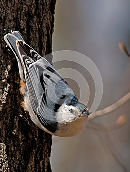 White-breasted Nuthatch