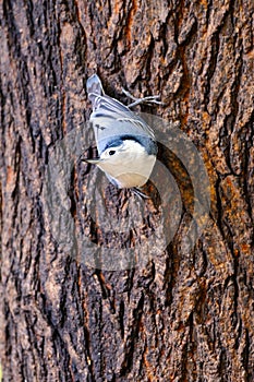 White-Breasted Nuthatch