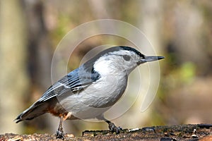 White-breasted Nuthatch