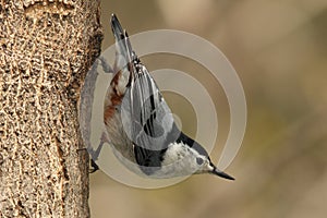 White Breasted Nuthatch