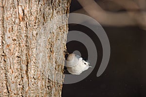 White-breasted Nuthatch