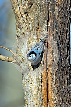 White-Breasted Nuthatch