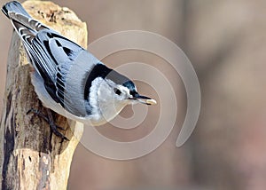 White-breasted Nuthatch