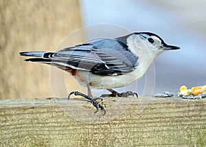 White-breasted Nuthatch