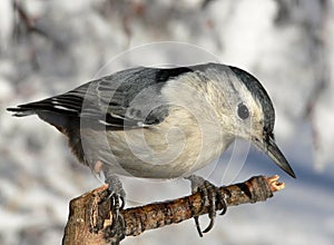 White-breasted Nuthatch