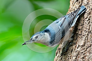 White-Breasted Nuthatch