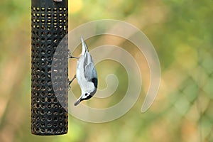 White-breasted Nuthatch