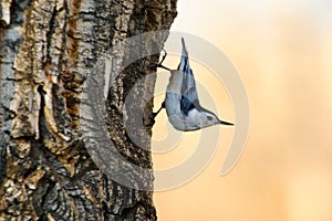 White Breasted Nuthatch