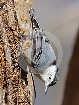 White-breasted Nuthatch