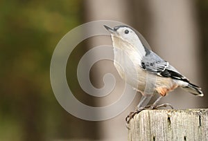 White Breasted Nuthatch