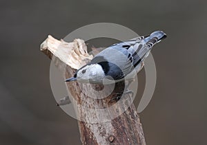 White-breasted Nuthatch