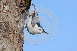 White-breasted Nuthatch photo