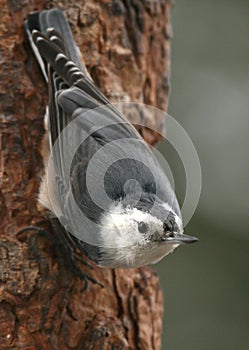 White-breasted Nuthatch