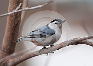 White-breasted Nuthatch