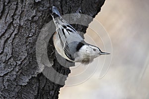 White breasted Nuthatch