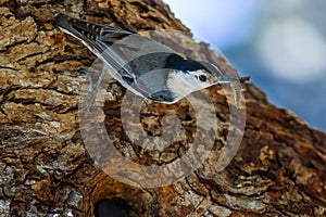 White-Breasted Nuthatch