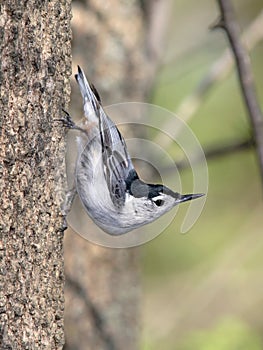 White Breasted Nuthatch