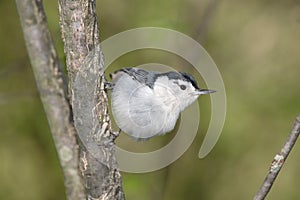 White Breasted Nuthatch