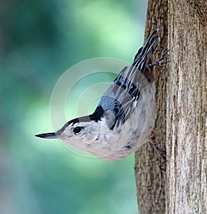 White Breasted Nuthatch