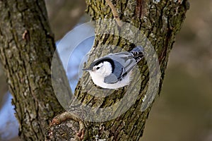 White-breasted Nuthatch   804996