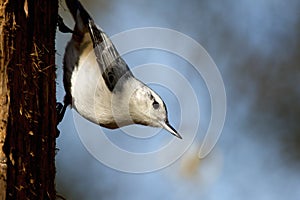 White-breasted Nuthatch  805082