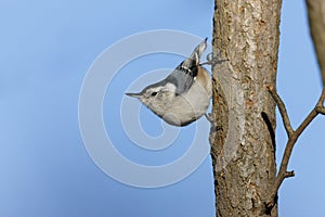 White-breasted Nuthatch