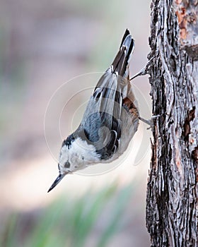 White-breasted Nuthatch