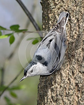 White Breasted Nuthatch,