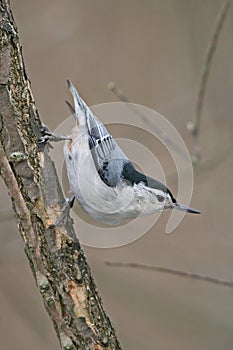 White Breasted Nuthatch photo