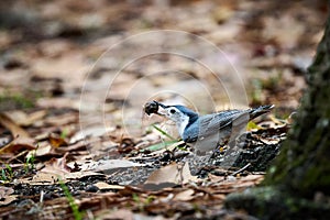 White-breasted Nuthatch with a acorn at Skidaway Island State Park, GA