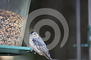 White breasted nuthatch on a backyard Bird feeder