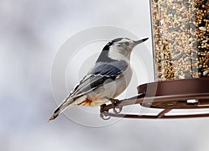 White-breasted Nuthatch beautiful colorful bird eating seeds from a bird seed feeder during summer in Michigan