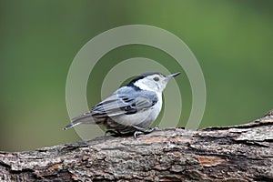 White Breasted Nuthatch on a Branch