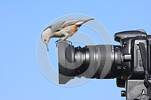 White-breasted Nuthatch on a Camera