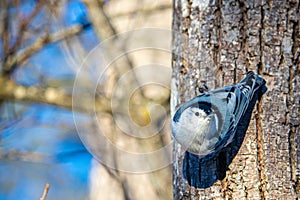 White-breasted Nuthatch Climbing on a Tree Trunk