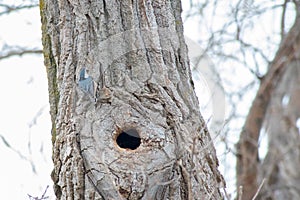 White-Breasted Nuthatch in a Cottonwood Tree